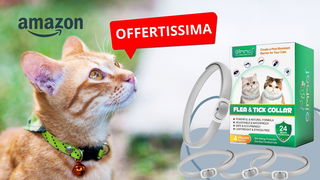 Collare antiparassitario per gatti in offerta: il set da 4 a meno di 15 euro!