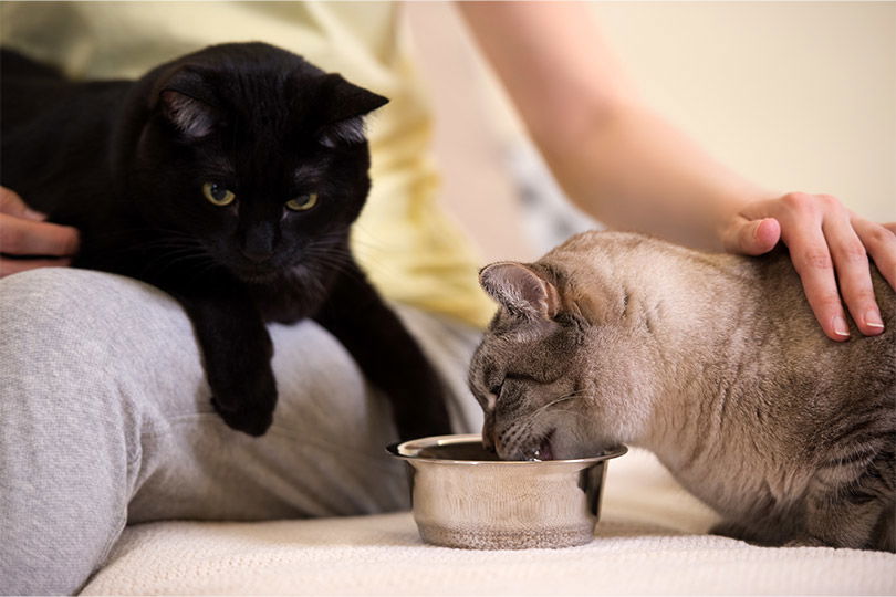 Accogliere un secondo gatto in casa