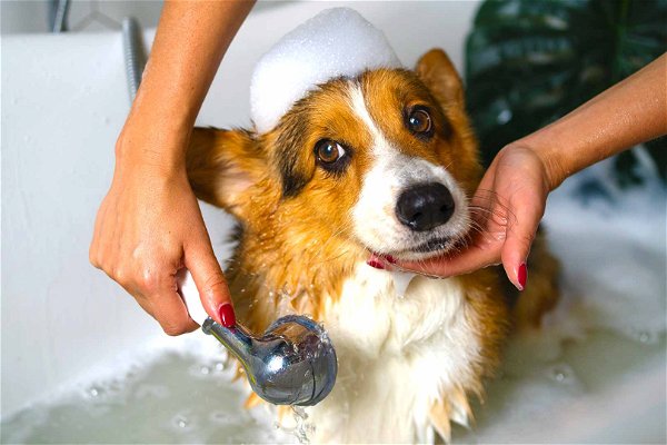 lavare il cane nella vasca da bagno
