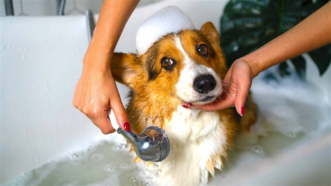 lavare il cane nella vasca da bagno