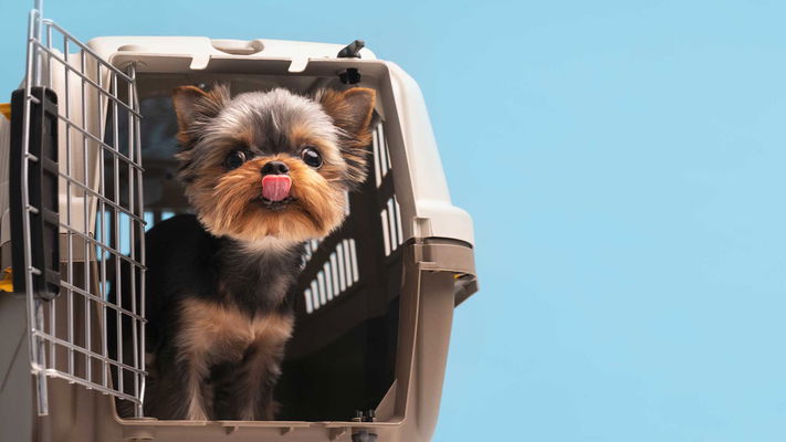 cane nel trasportino da viaggio sfondo celeste