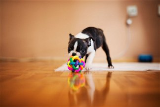 cane gioca con giocattolo