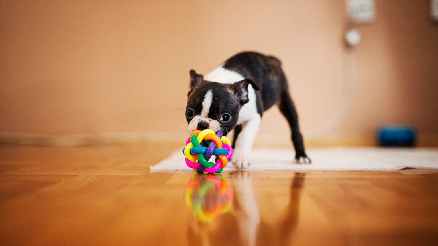 cane gioca con giocattolo