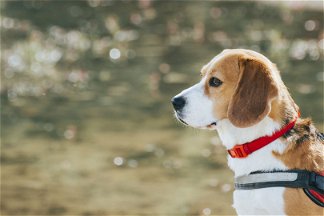 cane razza beagle con collare