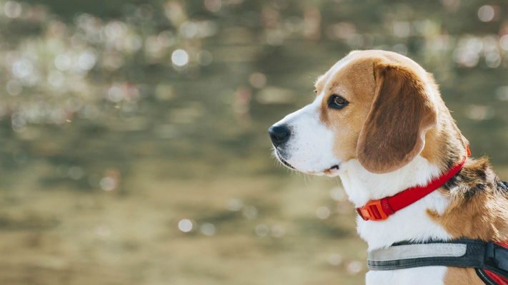 cane razza beagle con collare