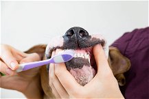 padrone pulisce i denti del suo cane