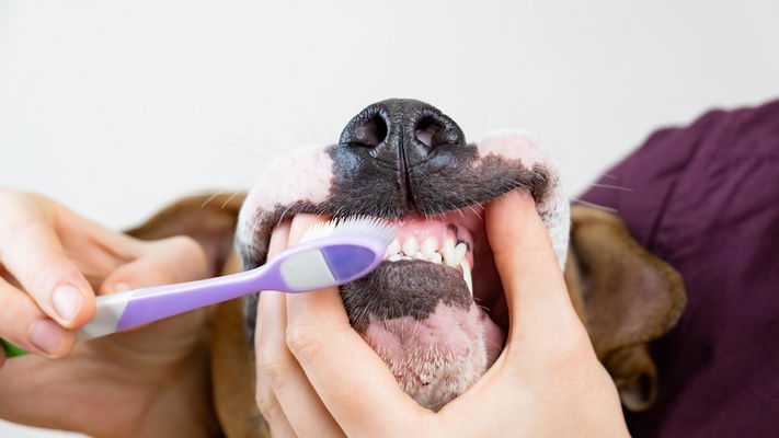 padrone pulisce i denti del suo cane