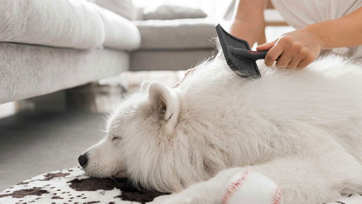 donna che spazzola il cane 