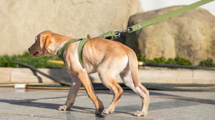 cane grande con pettorina che tira il guinzaglio