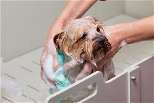 cane che viene lavato