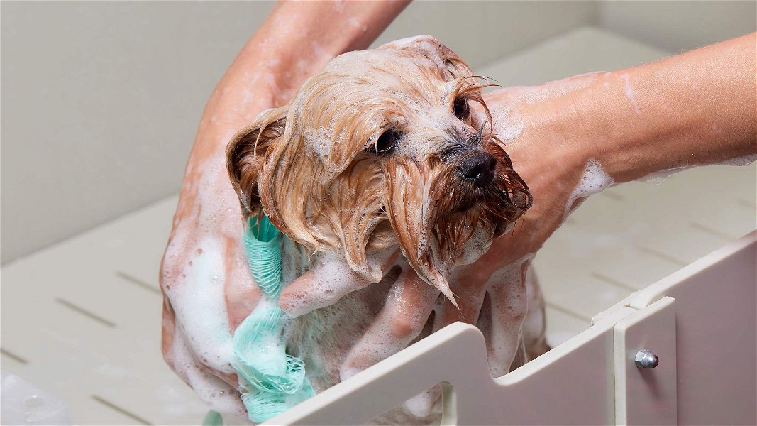 cane che viene lavato