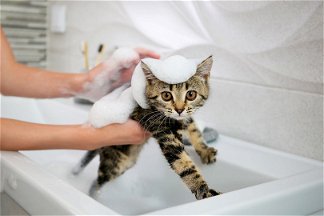 gattino che viene lavato