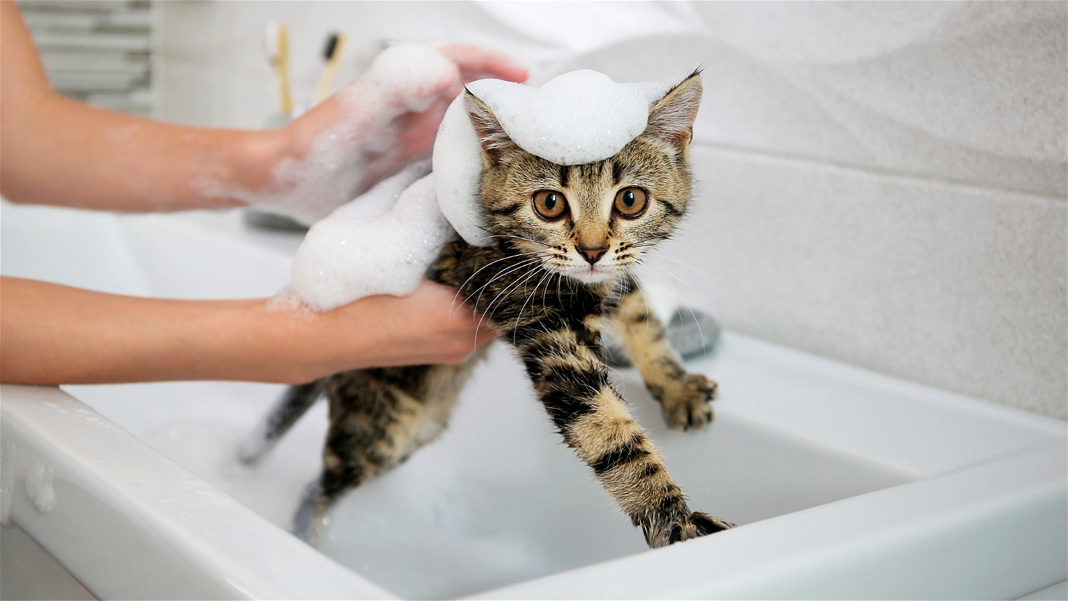 gattino che viene lavato