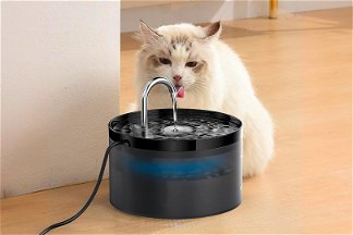 gatto che beve dalla fontanella per gatto