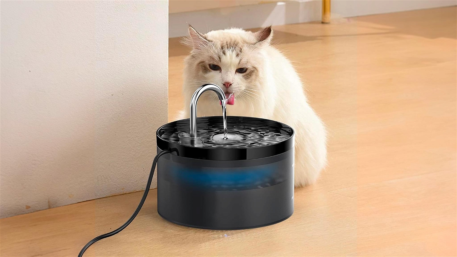 gatto che beve dalla fontanella per gatto