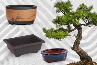 Vasi per bonsai economici e belli e albero bonsai su sfondo zen