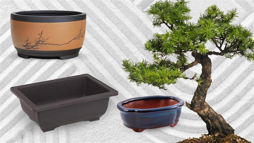 Vasi per bonsai economici e belli e albero bonsai su sfondo zen