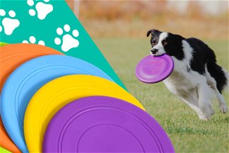 Frisbee di tanti colori e cane che corre con il frisbee in bocca