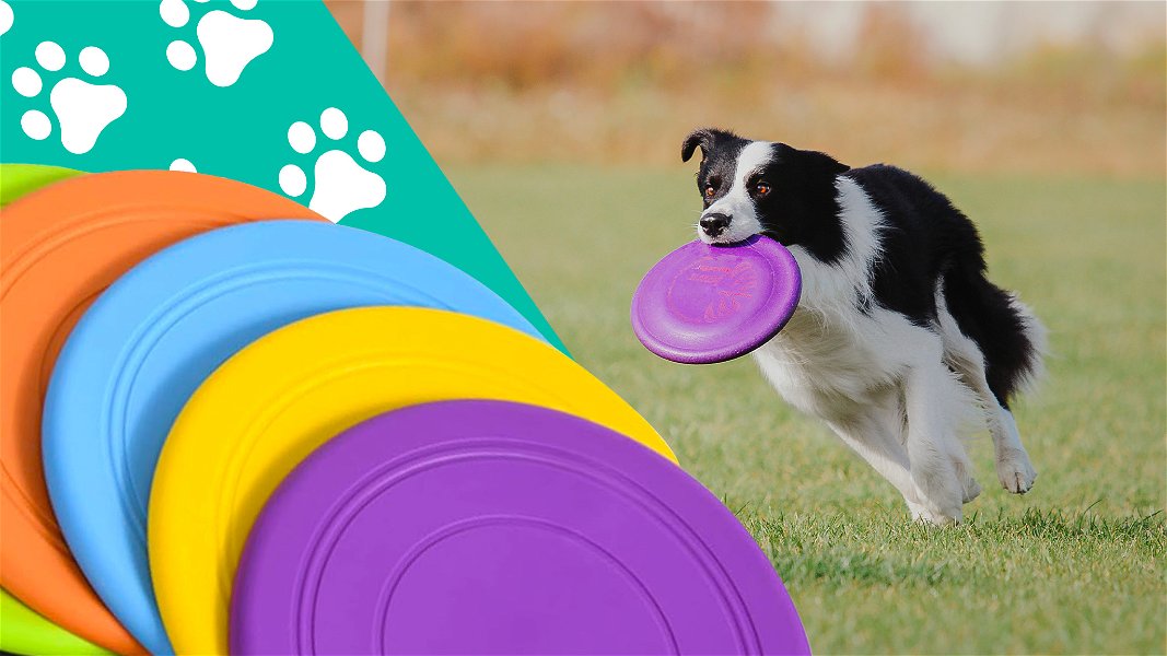 Frisbee di tanti colori e cane che corre con il frisbee in bocca