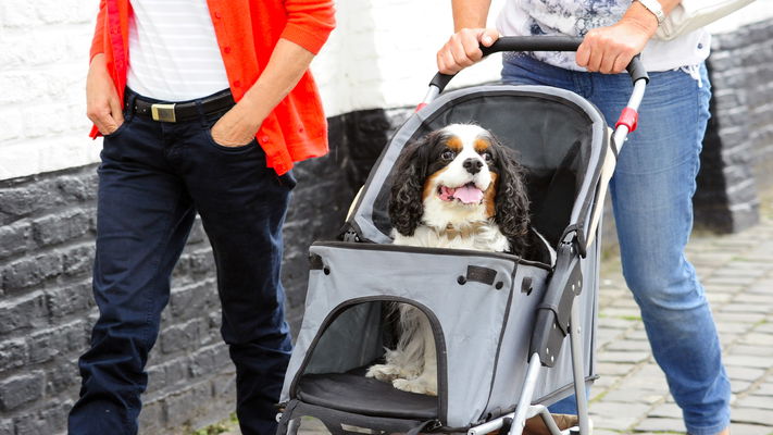 cane in un passeggino per cani in strada