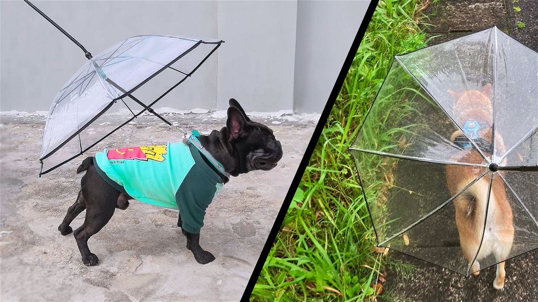 cani con guinzaglio ombrello