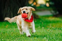 cucciolo di cane che gioca con pallina rossa