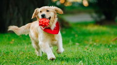 cucciolo di cane che gioca con pallina rossa