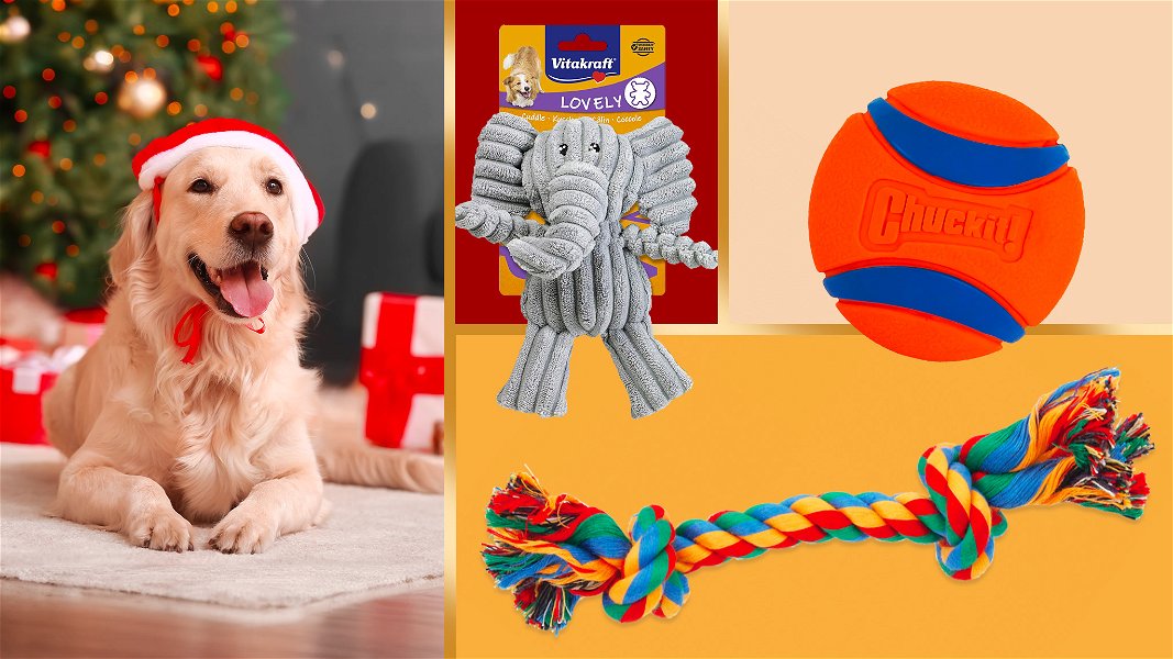 cane natalizio con giocattoli per cani 