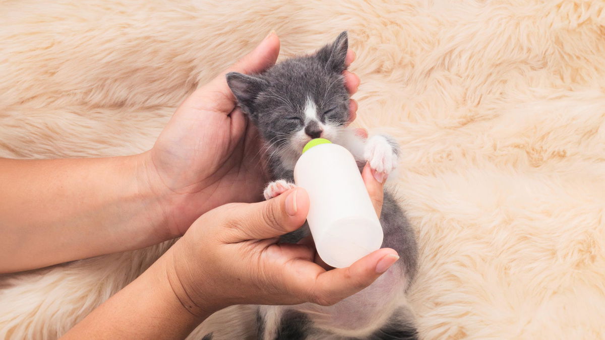 gattino di pochi mesi che beve dal biberon