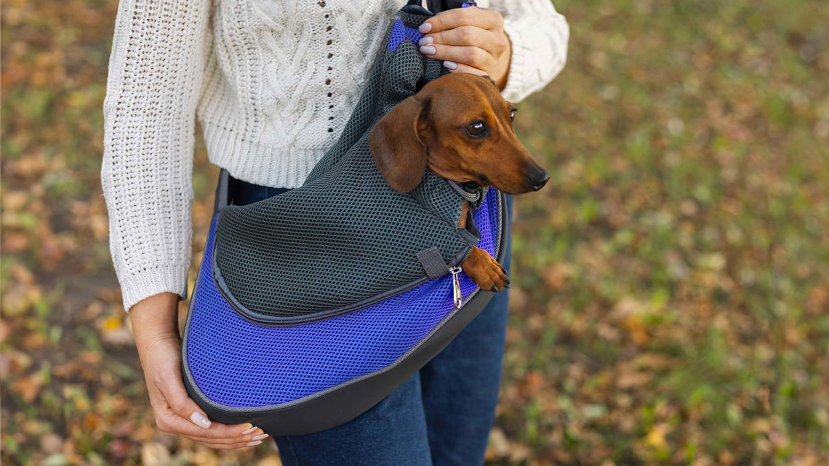 bassotto dentro borsa per cani piccoli 