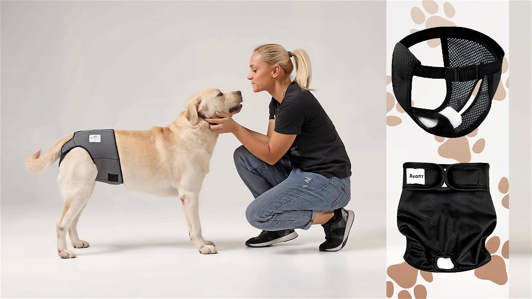 mutande per cani in calore indossato di sfondo e altri prodotti in primo piano con grafica zampette