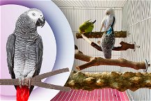 Pappagallo in primo piano poggiato su posatoio e foto di pappagalli su posatoi