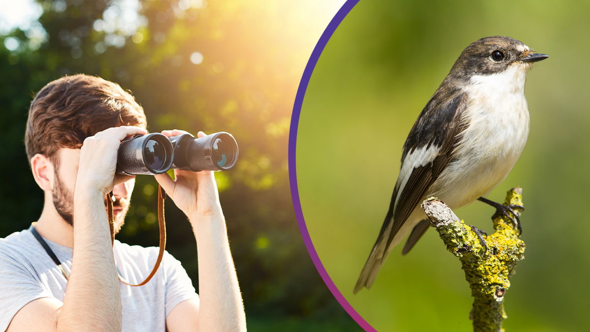 Ragazzo che fa birdwatching