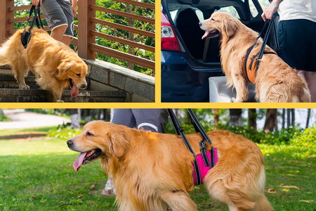 golden retriver con difficoltà di movimento aiutato dall'imbracatura per cani