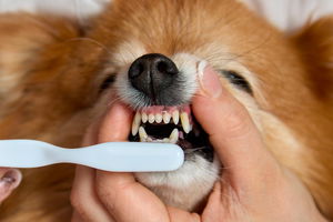 Primo piano denti del cane con tartaro 