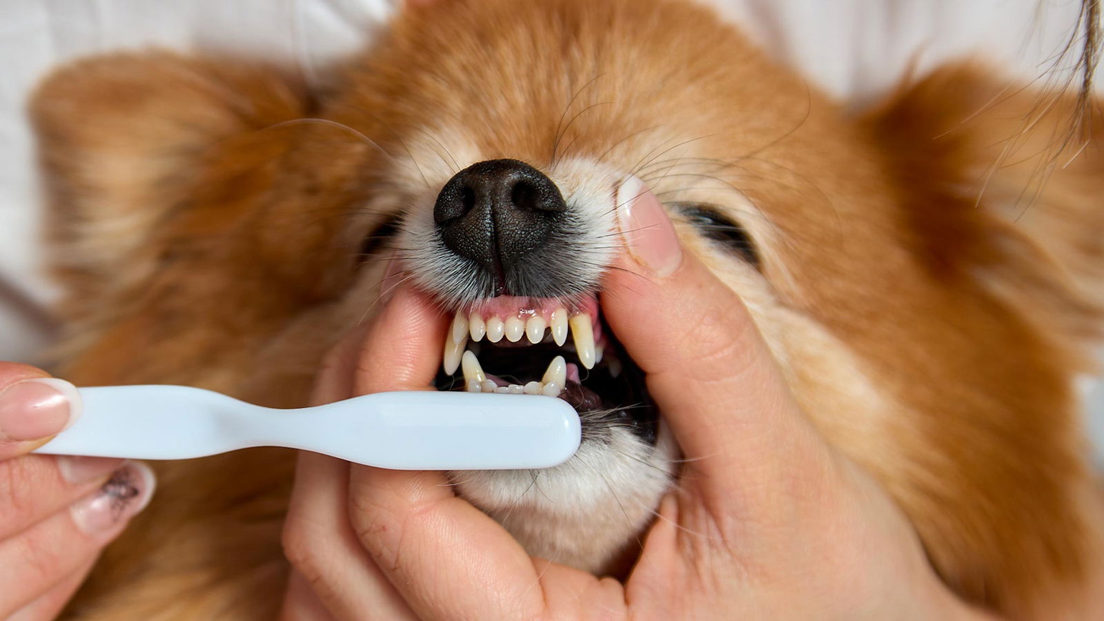 Primo piano denti del cane con tartaro 