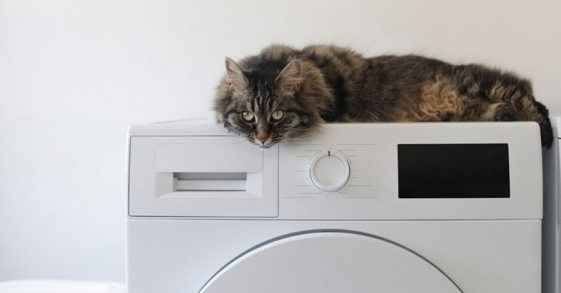 gatto sulla lavatrice