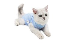 gatto con body post operatorio 