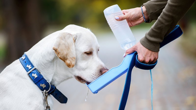 Borraccia per cani, acqua fresca sempre a portata di mano