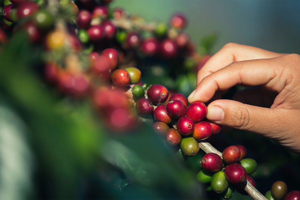 pianta di caffè