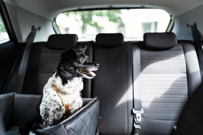 Seggiolino da viaggio per cani