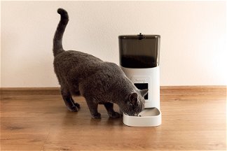 gatto mangia da distributore automatico cibo