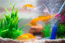 pesci rossi nell'acquario con filtro