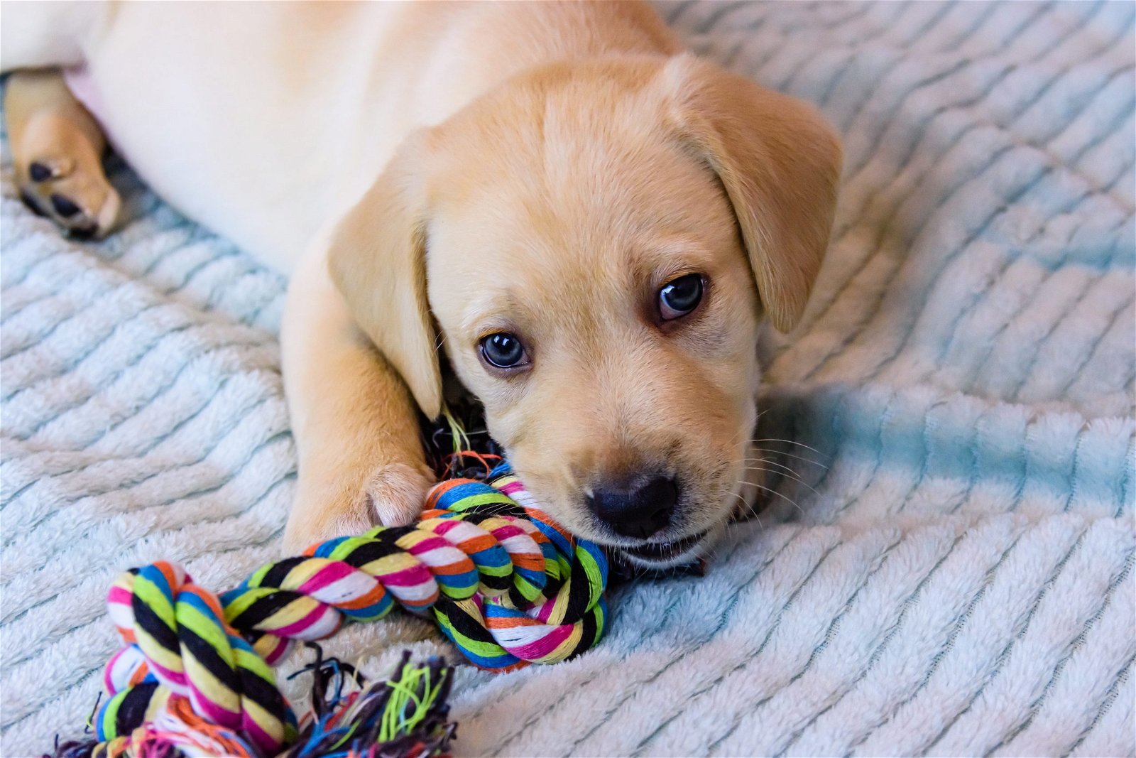 Gli 8 giocattoli MIGLIORI per cani cuccioli