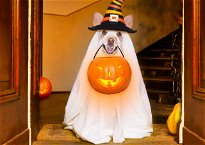 cane con costume da halloween