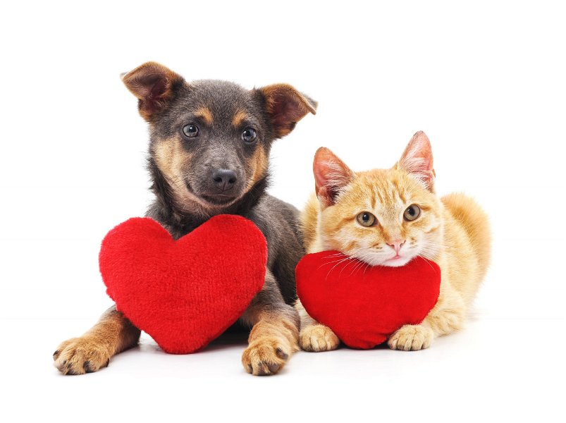 cane e gatto con cuscino a forma di cuore
