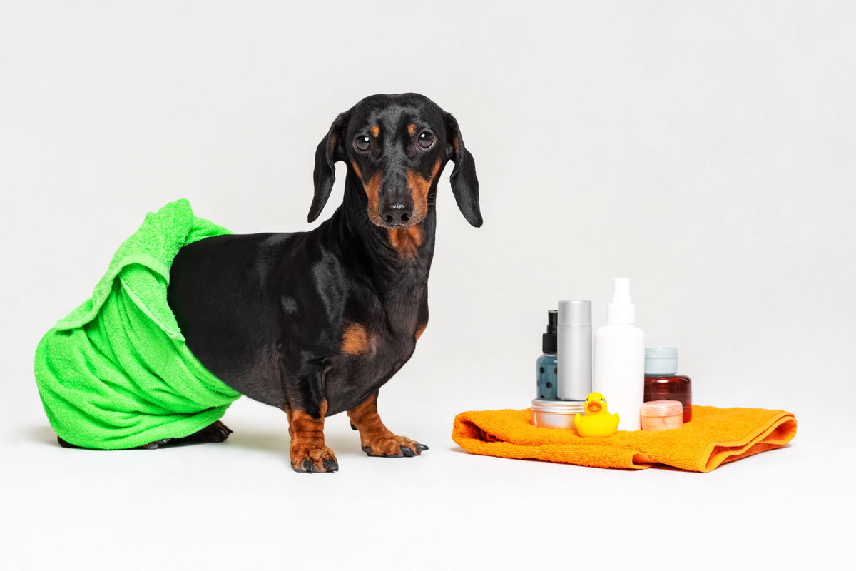 Igiene senz'acqua, per fare bello Fido basta uno spray