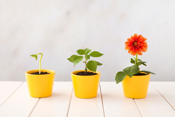 Tre vasi da fiori gialli