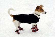 cane con scarpe per il cane sulla neve