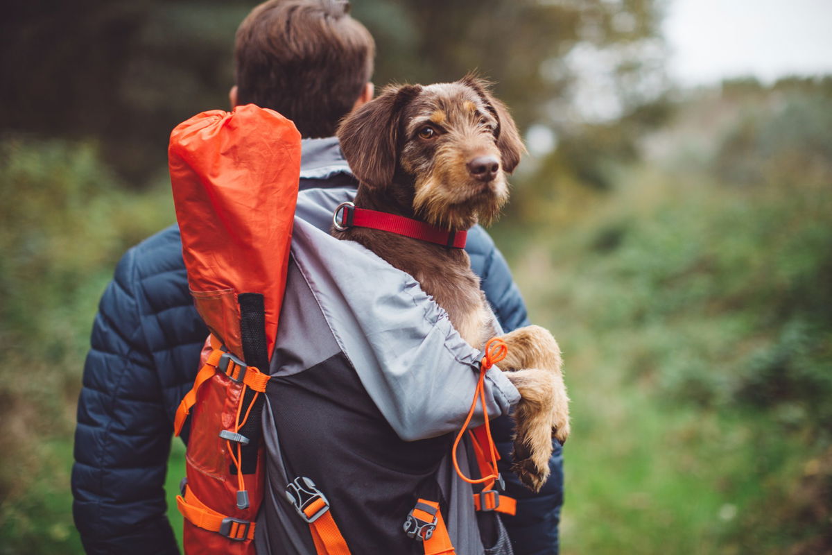 Cane in uno zaino in spalla ad un ragazzo nel bosco